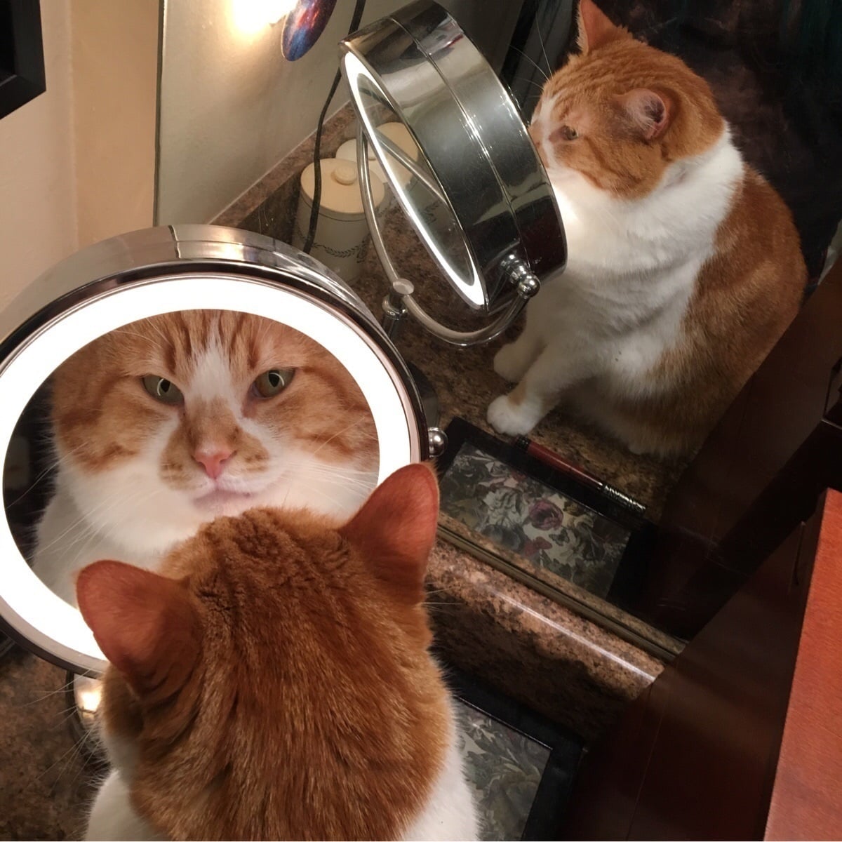 Кот в зеркале Мем